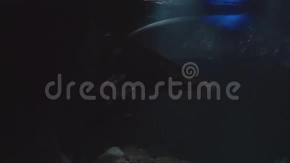 女孩触摸水族馆与鱼类特写视频的预览图