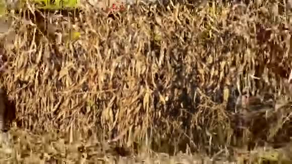 食品厂食品谷物拖拉机正在倾倒麦粒视频的预览图