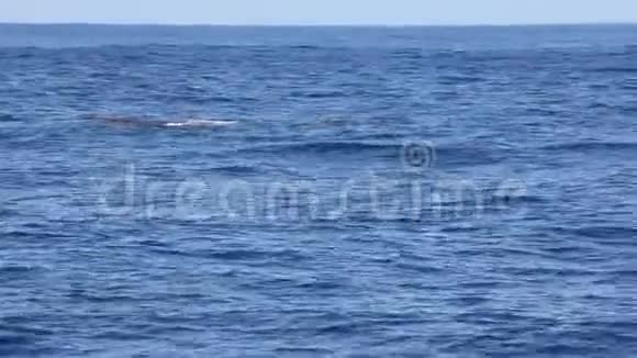 蓝色海面上巨大的驼背鲸视频的预览图