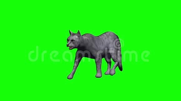 灰猫无影行走3种不同的视角视频的预览图