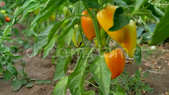 花园里种着红辣椒和青椒日落农业时花园里种着红辣椒和青椒视频的预览图