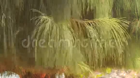 风摇动热带松的枝条视频的预览图