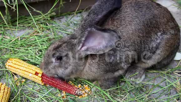 吃玉米的棕色兔子视频的预览图