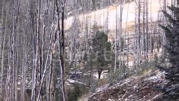 早期黄石公园雪变焦视频的预览图