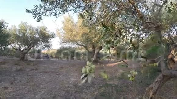 在橄榄树林里散步视频的预览图