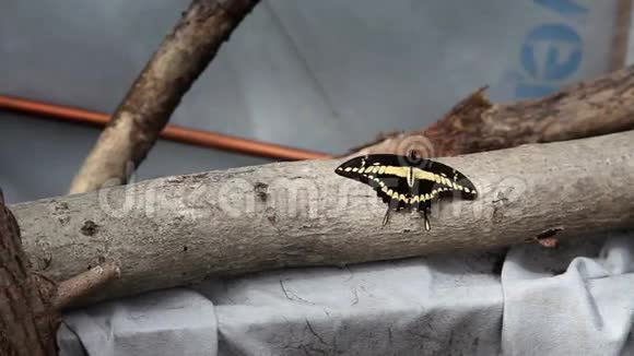 一只黑色和黄色的小蝴蝶在树枝上被射杀视频的预览图