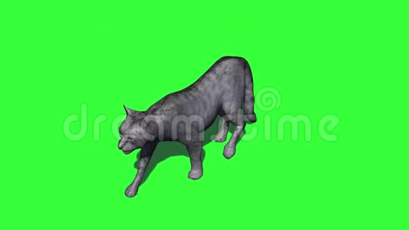 灰猫在散步3种不同的顶景视频的预览图