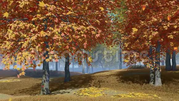 秋天公园落叶的枫树视频的预览图