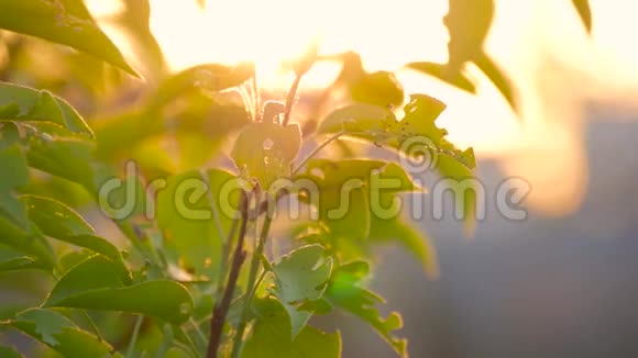 绿叶被太阳突出美丽的天然绿色阳光背景视频的预览图