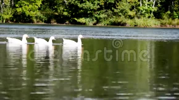 一群白色天鹅在湖上游泳视频的预览图