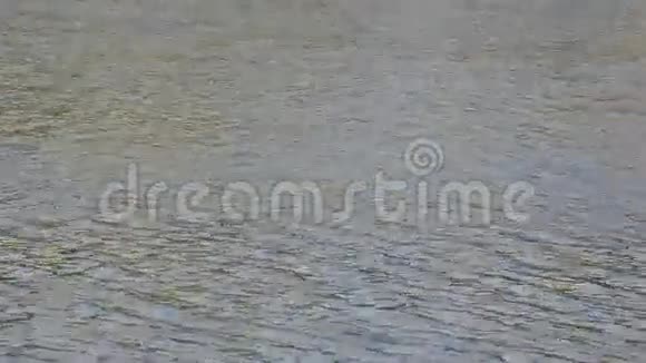 从水中出现的一种巨大的嵴顶水鸟视频的预览图