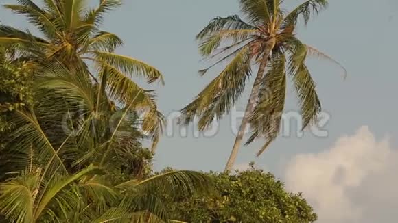热带马尔代夫岛上有绿叶和阳光的棕榈树视频的预览图