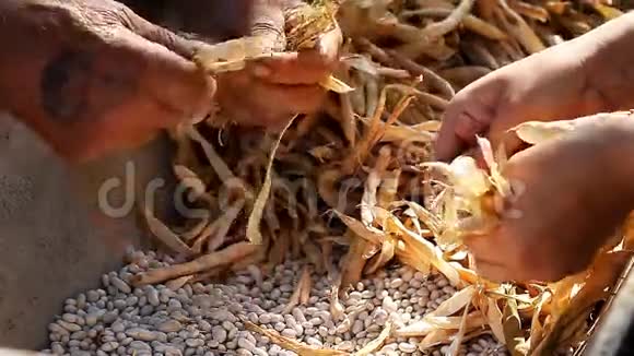 豆子豆荚收获谷物农业视频的预览图