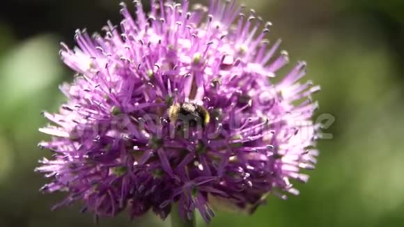 蜜蜂上花特写视频的预览图