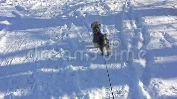 约克郡猎犬在雪地里奔跑冬乐宠物视频的预览图