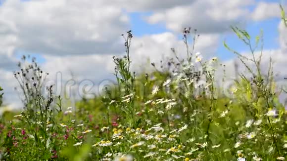 俄罗斯阳光明媚的日子里美丽的草地上有野生的雏菊视频的预览图