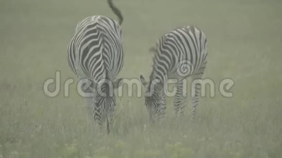 斑马在战场上慢动作视频的预览图