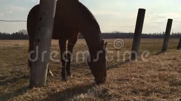 收容所里的马吃草视频的预览图