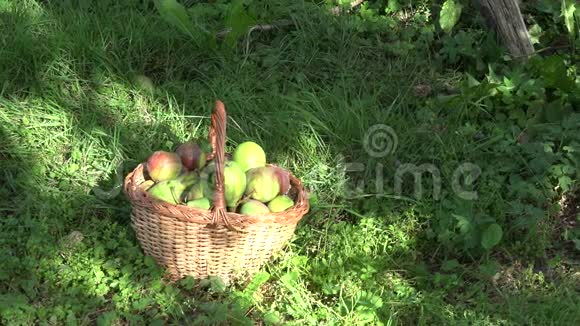 果园花园果树下装满有机梨果实的篮子倾斜起来4K视频的预览图