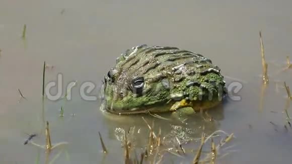 a交配非洲巨型牛蛙视频的预览图