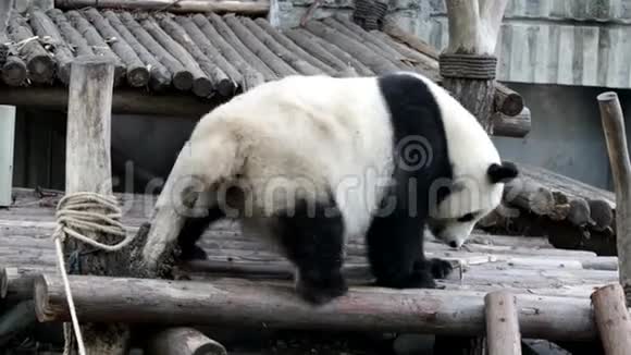 当熊猫幼崽感到痒时中国视频的预览图