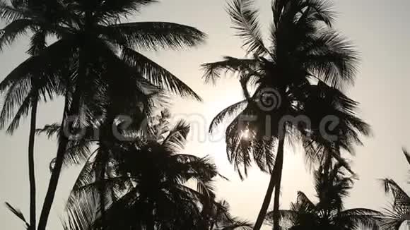 热带岛屿的棕榈树剪影带绿叶和阳光视频的预览图