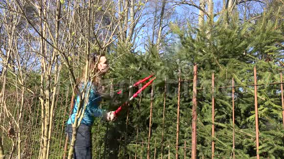 女园丁用红剪修剪杉树树篱4K视频的预览图
