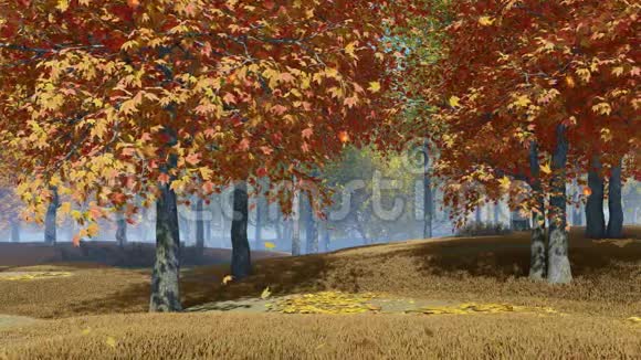秋天的森林景观飘落的枫叶视频的预览图