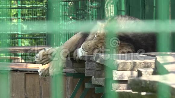 可怜的雄狮动物躺在动物园的笼子里人们在后台行走视频的预览图