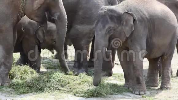 亚洲象群Elephasmaximus视频的预览图