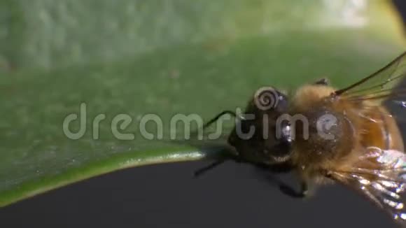 蜜蜂试图不从叶子上掉下来的近距离宏观观察视频的预览图