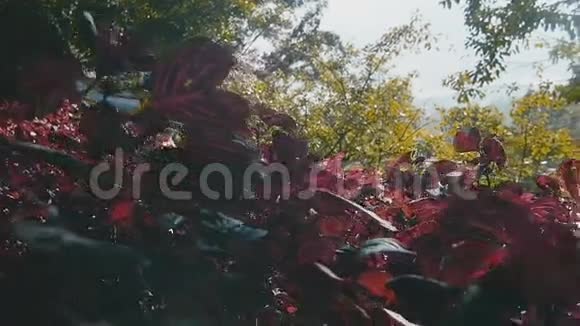 绿色植物背景下的红色植物视频的预览图