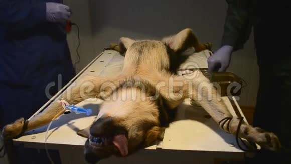 一只被麻醉的狗和两名医生站在旁边的兽医视频的预览图