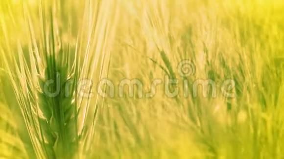 背景与小麦耳朵视频的预览图