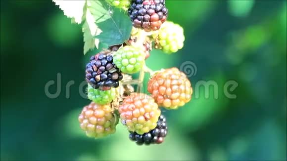 灌木上的新鲜黑莓视频的预览图