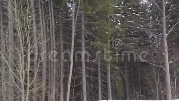 冬天的森林全景无人机视频视频的预览图