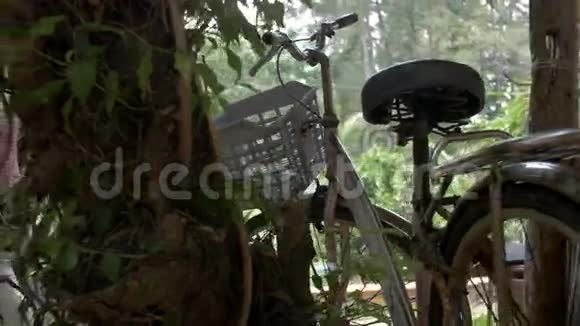 自行车站在热带雨林的灌木丛中视频的预览图