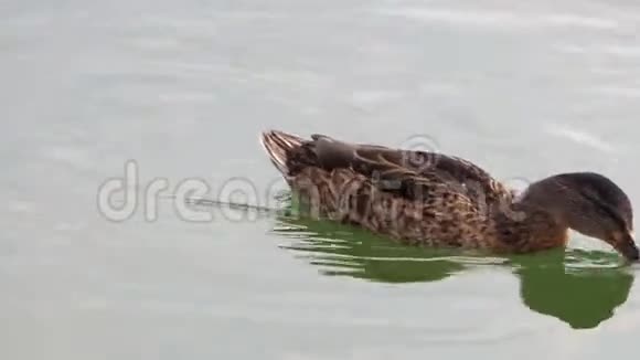 一只鸭子在湖里游泳寻找食物视频的预览图