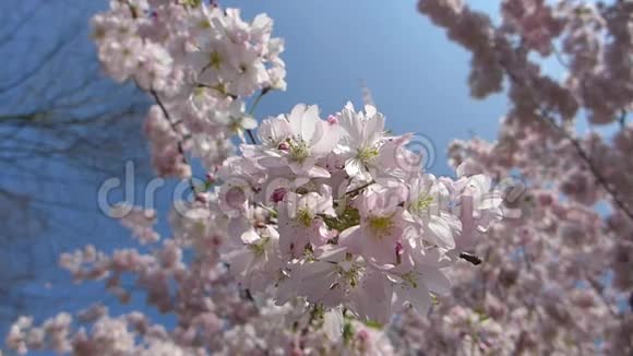 盛开的日本樱花树在春天阳光明媚的日子里树枝在微风中微微移动特写高清镜头视频的预览图
