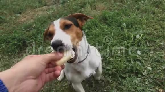 小狗品种杰克罗素梗吃冰淇淋视频的预览图