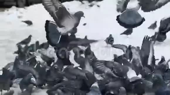 很多鸽子从人行道上起飞视频的预览图