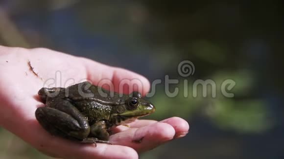 河岸上一只孩子手中的绿蛙慢动作视频的预览图