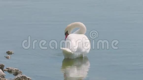 近岸水中的白天鹅视频的预览图