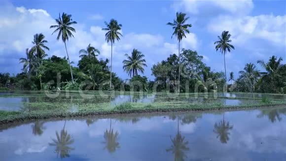 稻田和棕榈树背景的美丽视频视频的预览图