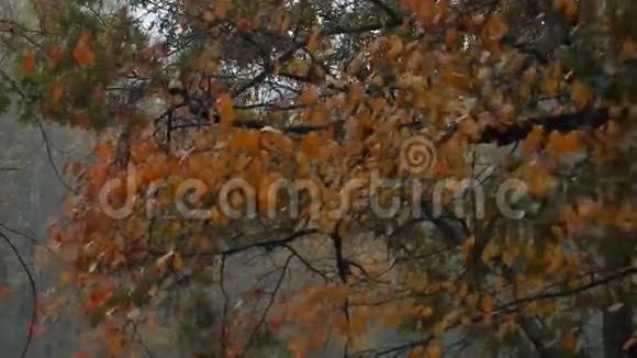 橡树上有雨雾风吹橙的橡树叶视频的预览图