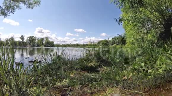夏天湖畔的麻雀和鸭子视频的预览图