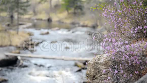 山河上的花朵在山河上翻滚视频的预览图