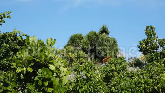蓝天下热带植物景观视频的预览图