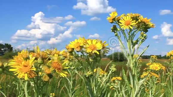 田间天然花卉视频的预览图