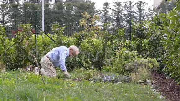 积极的老人在他的家庭花园工作种植新的出生作物视频的预览图